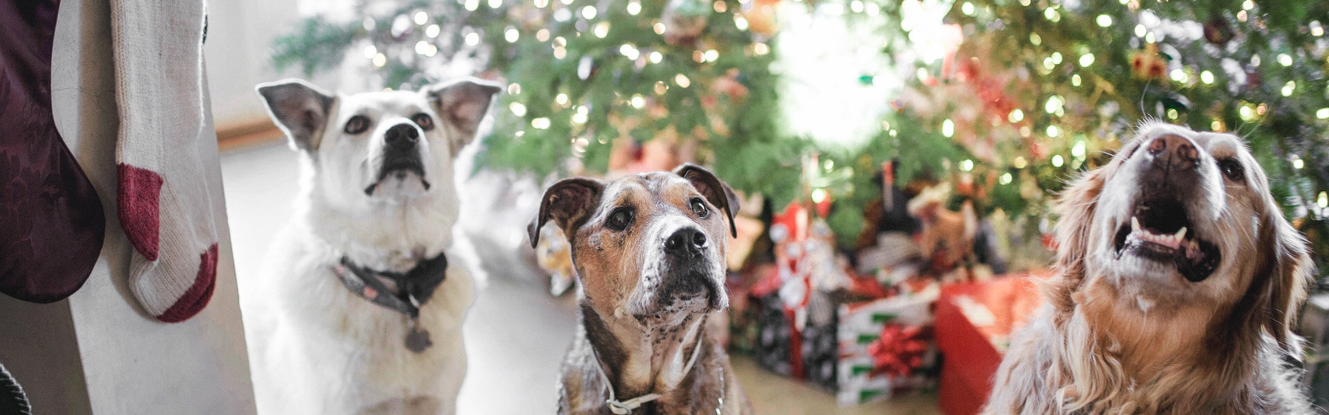 three dogs and a Christmas tree