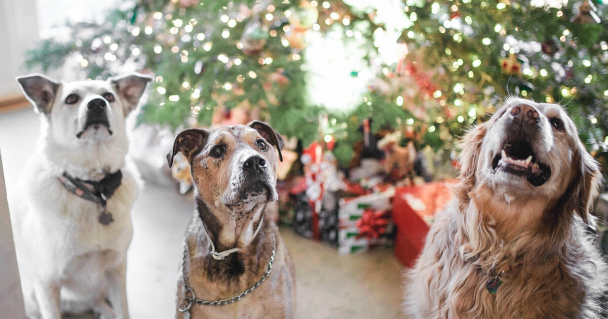 three dogs and a Christmas tree
